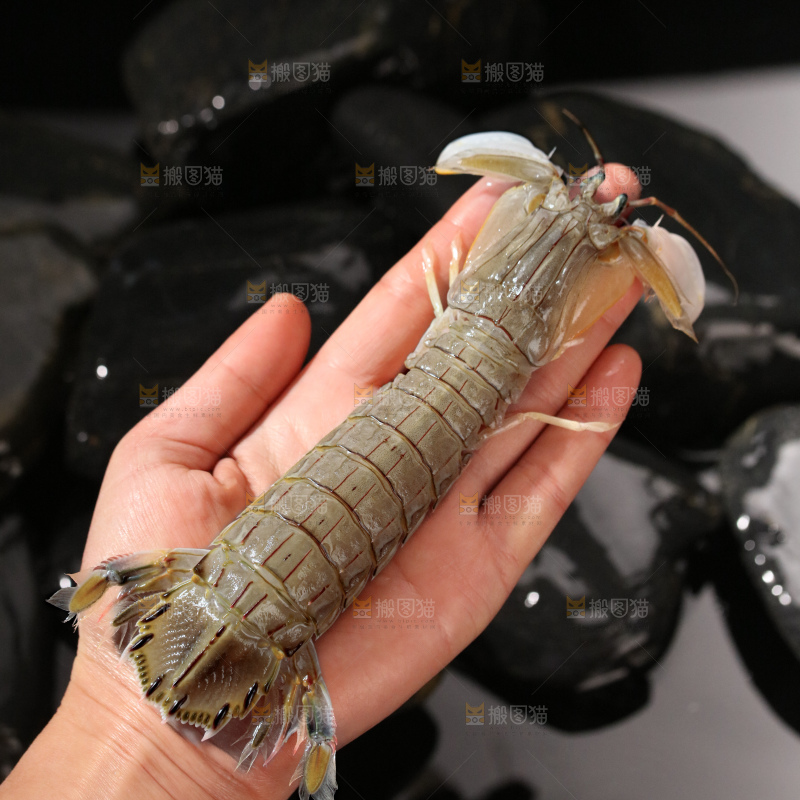皮皮虾
