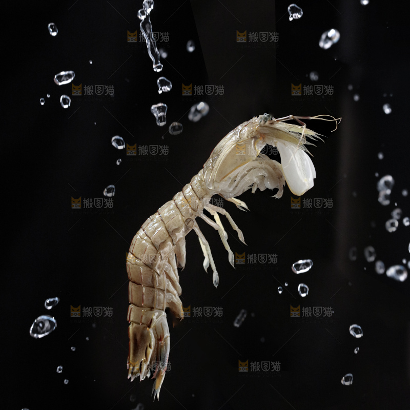 皮皮虾