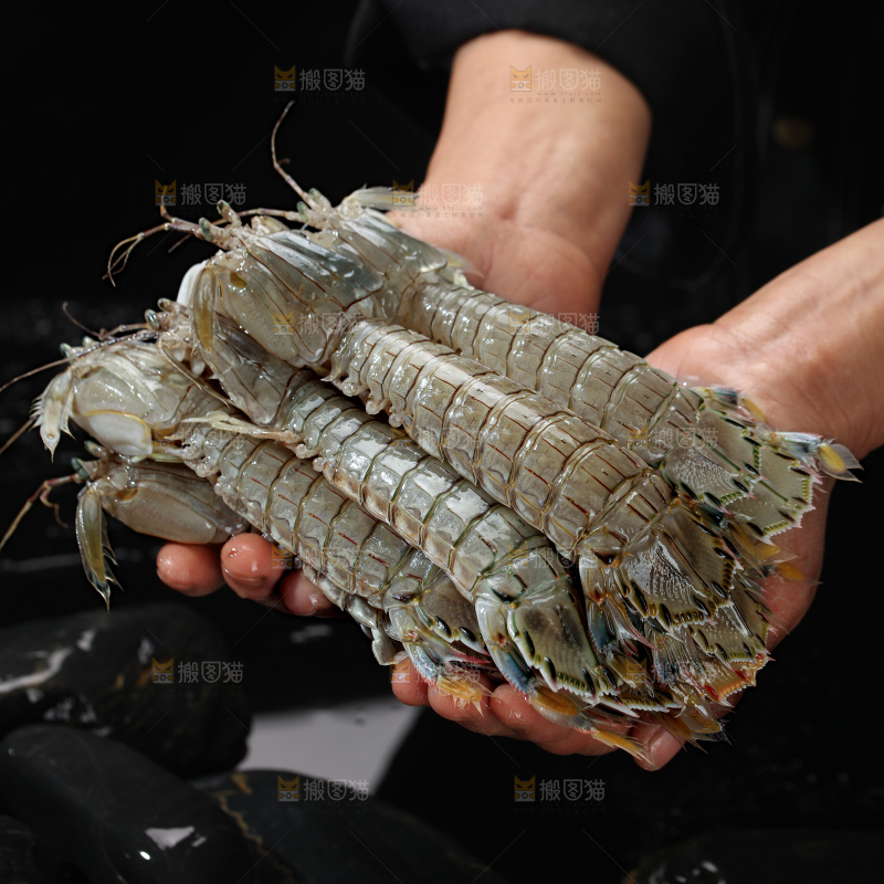 皮皮虾