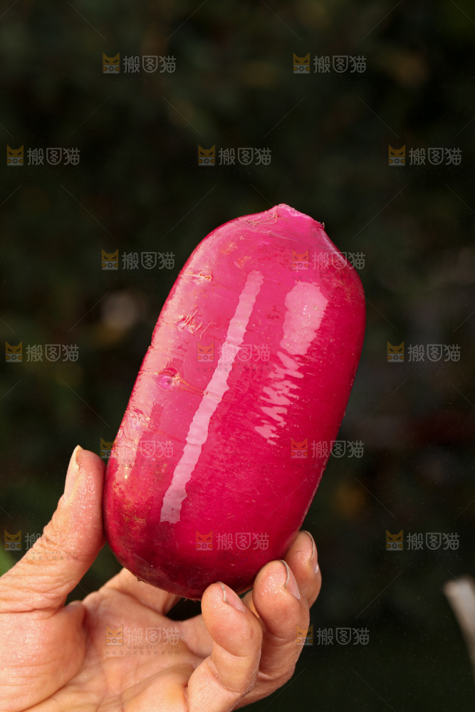 紫美人萝卜