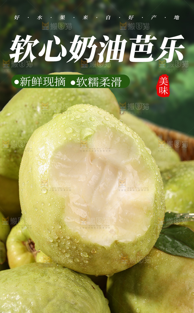 白心芭乐详情