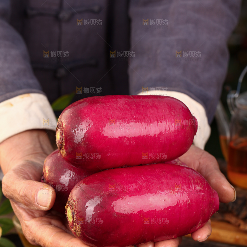 紫美人萝卜