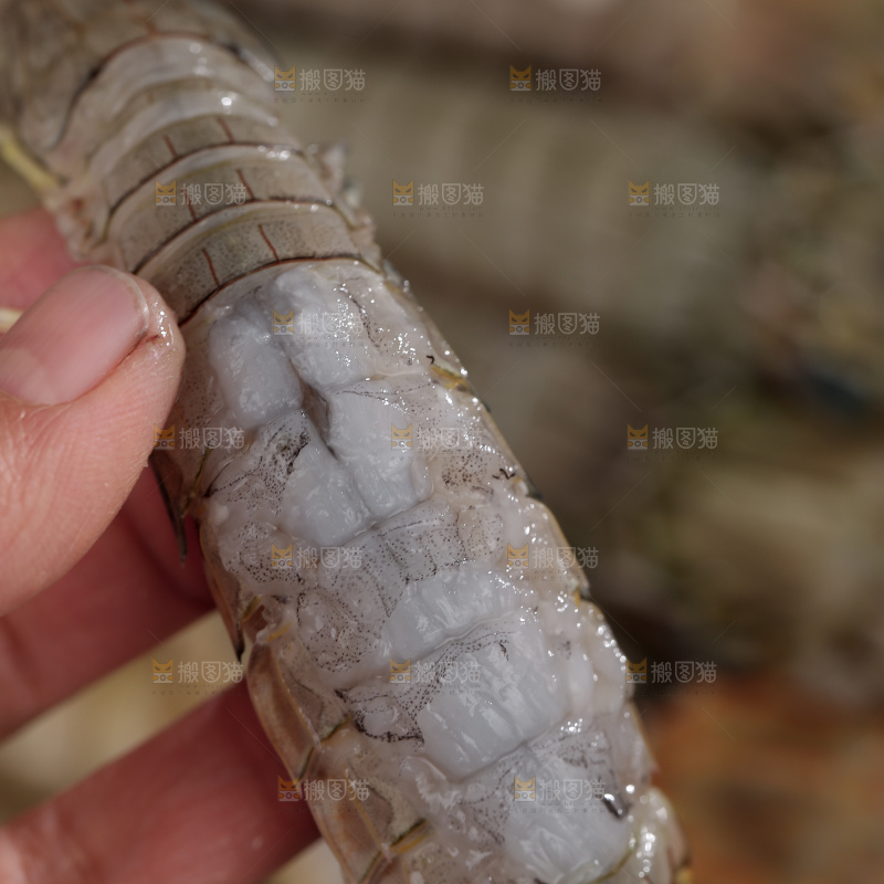 皮皮虾