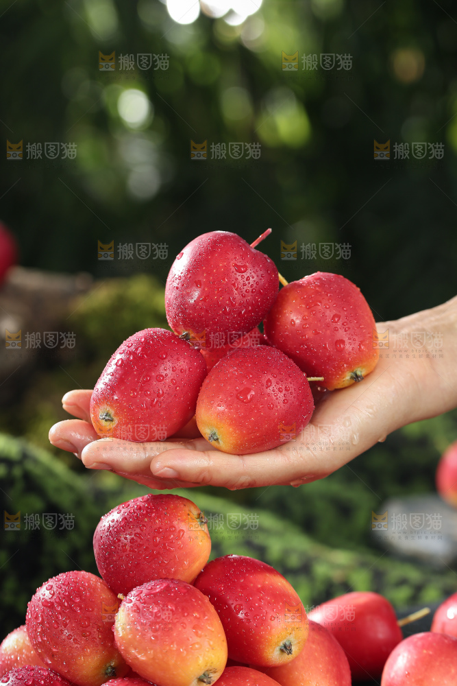 鸡心果