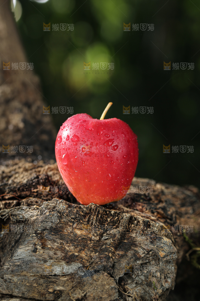 鸡心果