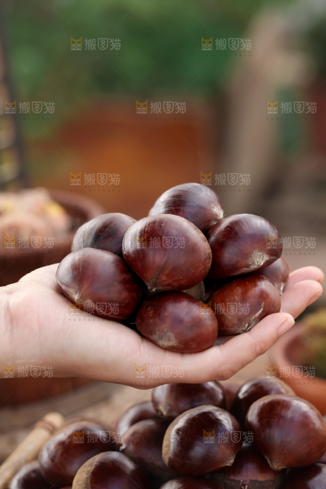 丹东大板栗