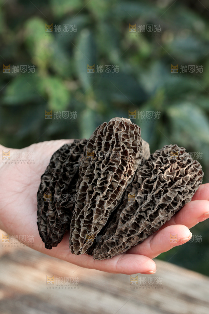 羊肚菌