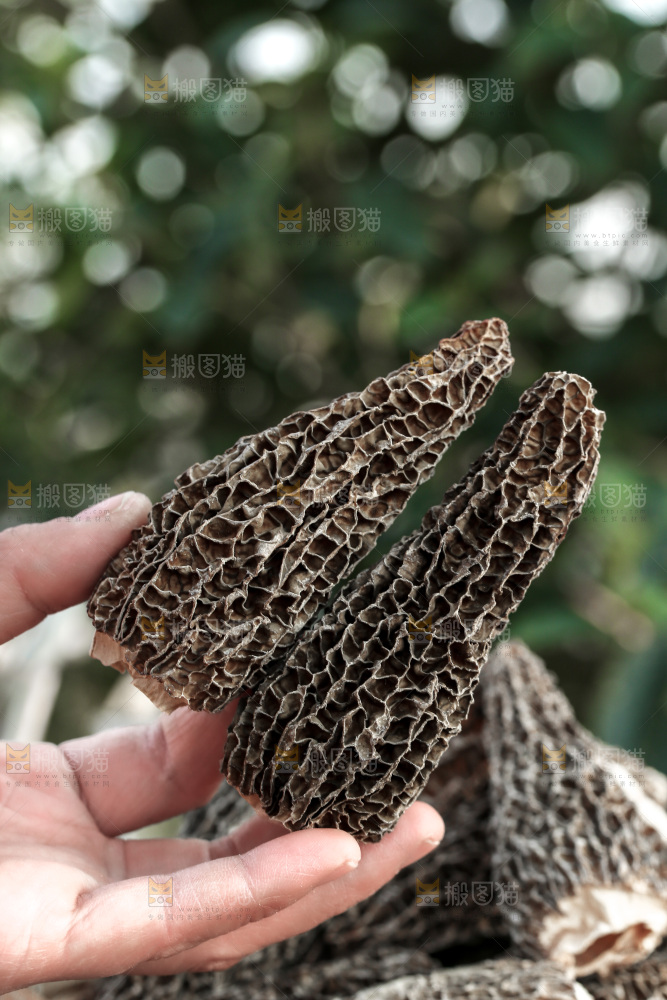 羊肚菌
