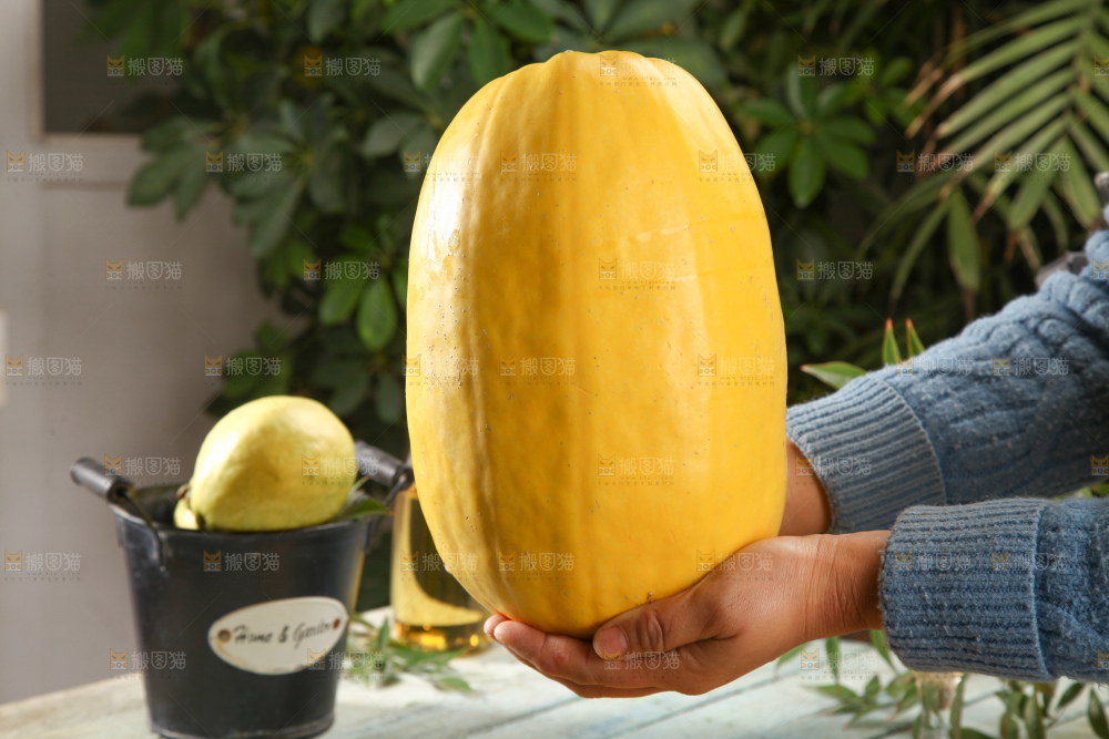 拉丝瓜
