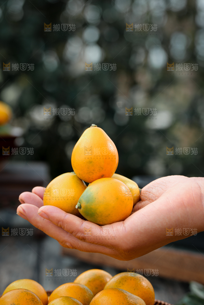 脆蜜金柑