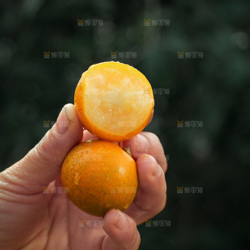 脆蜜金柑