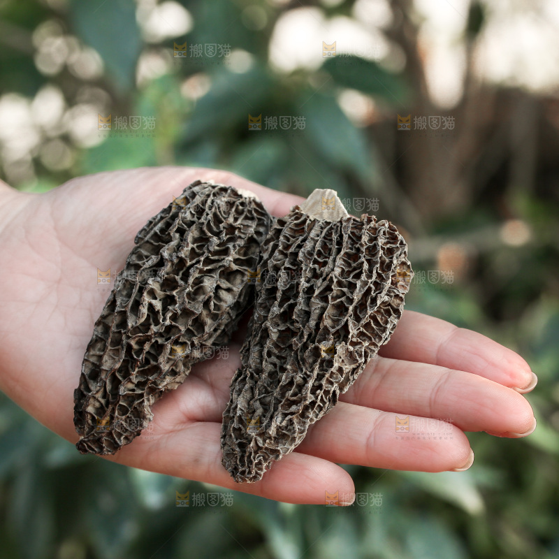 羊肚菌