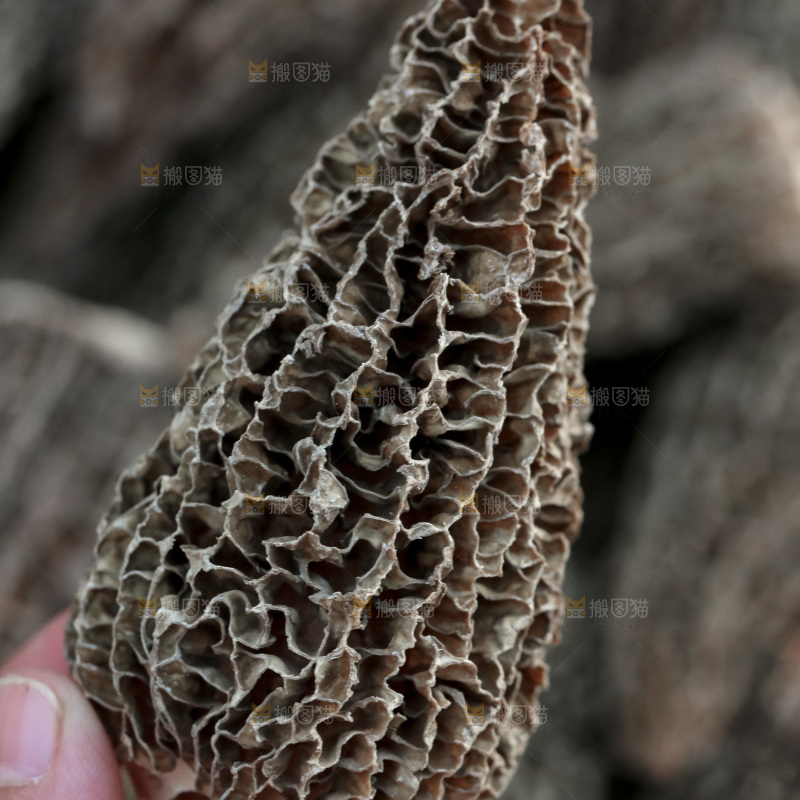 羊肚菌