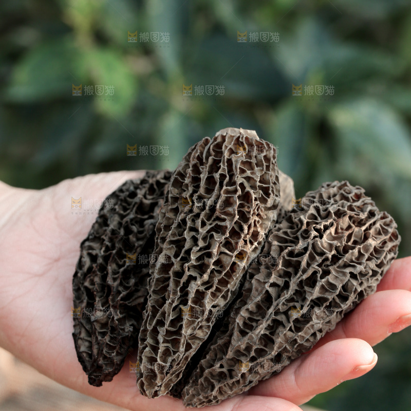 羊肚菌