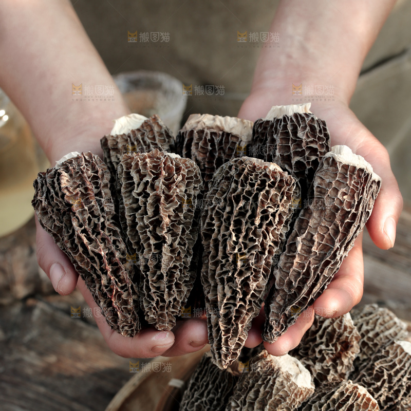 羊肚菌