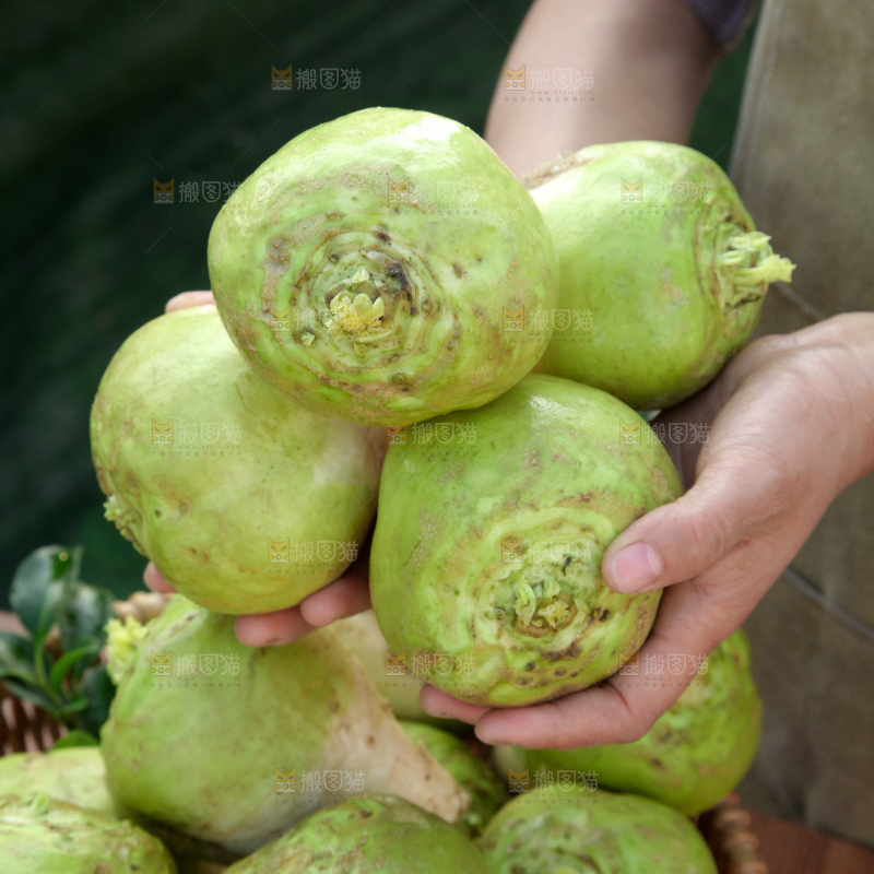 芥菜疙瘩