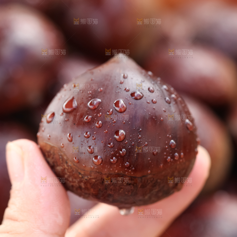 丹东大板栗