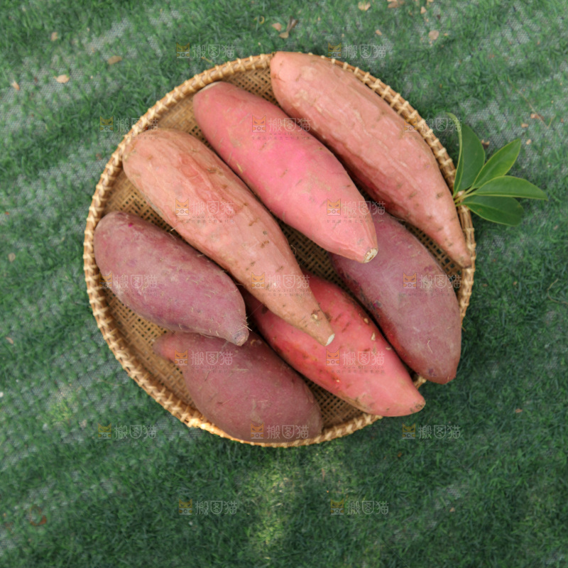 四色蜜薯
