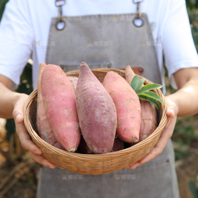 四色蜜薯