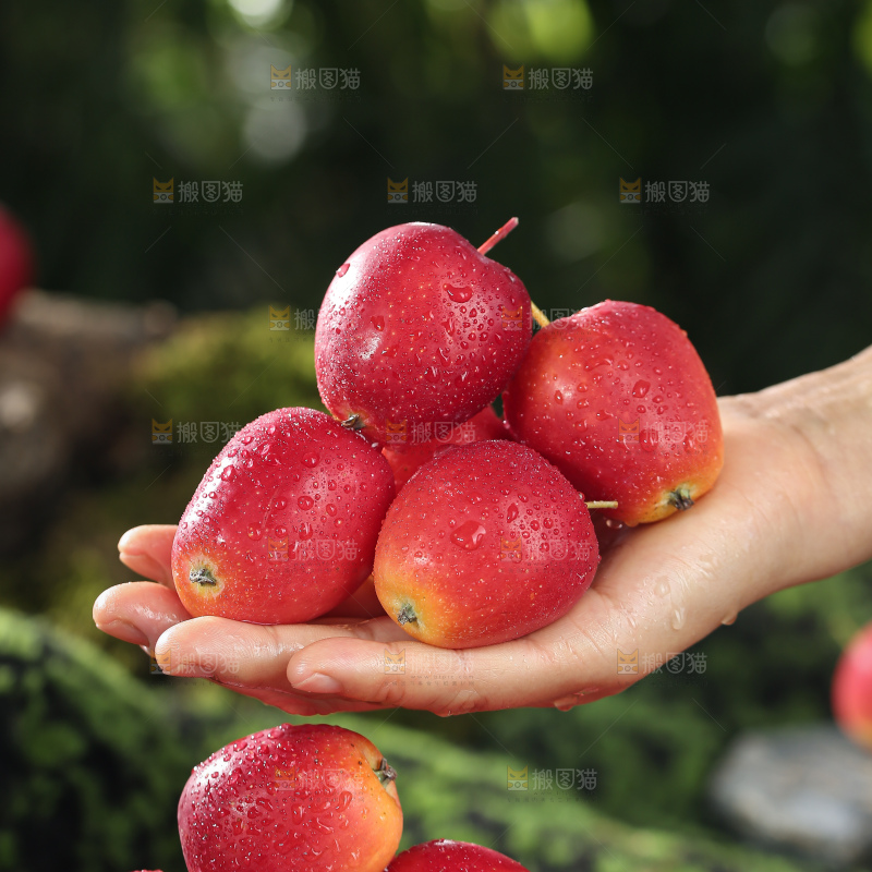 鸡心果