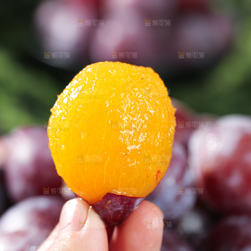 西梅
