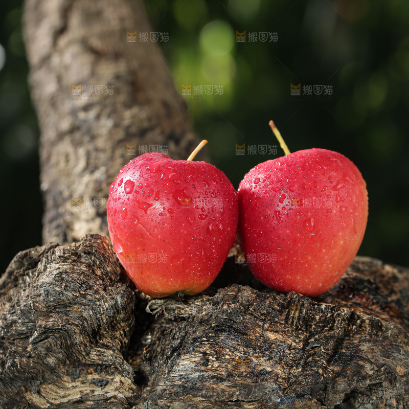 鸡心果
