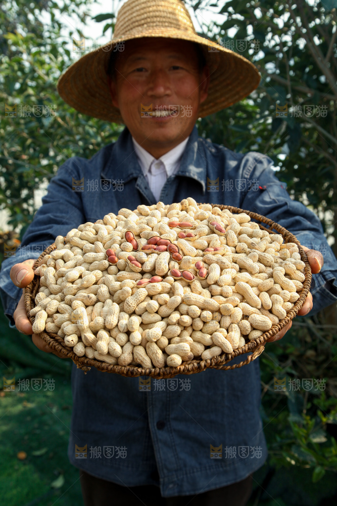 小珍珠花生