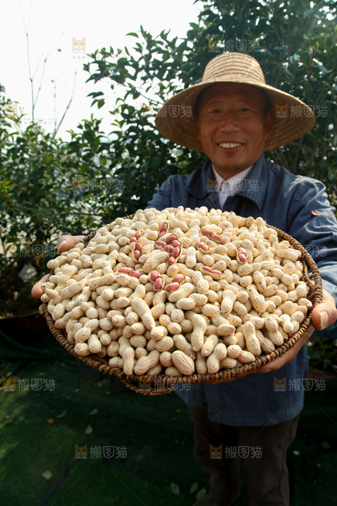 小珍珠花生