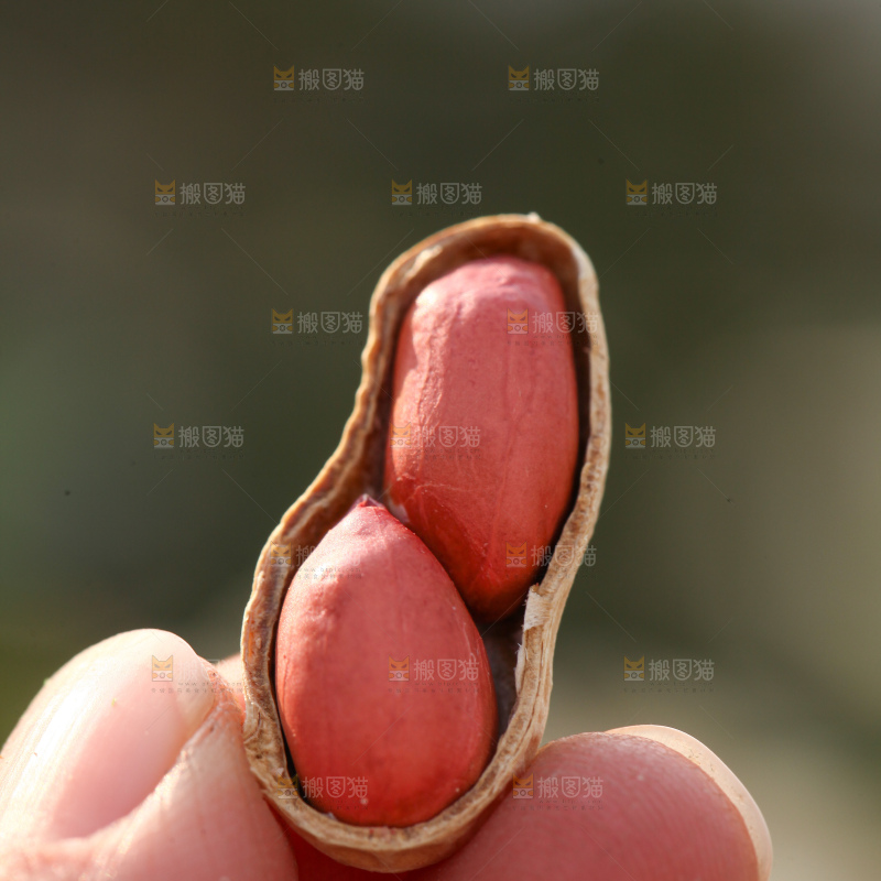 小珍珠花生