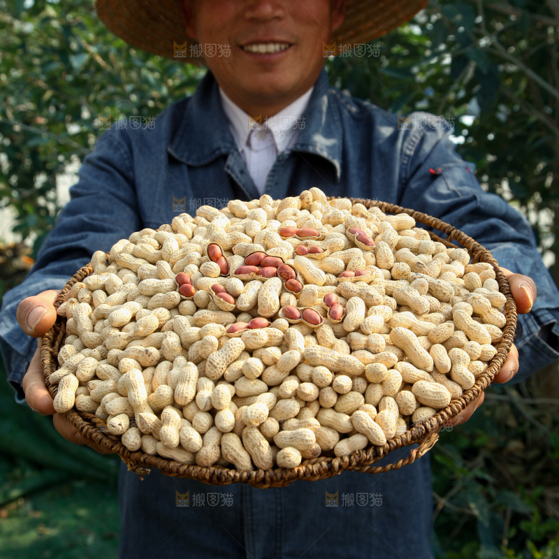 小珍珠花生