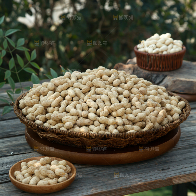 小珍珠花生