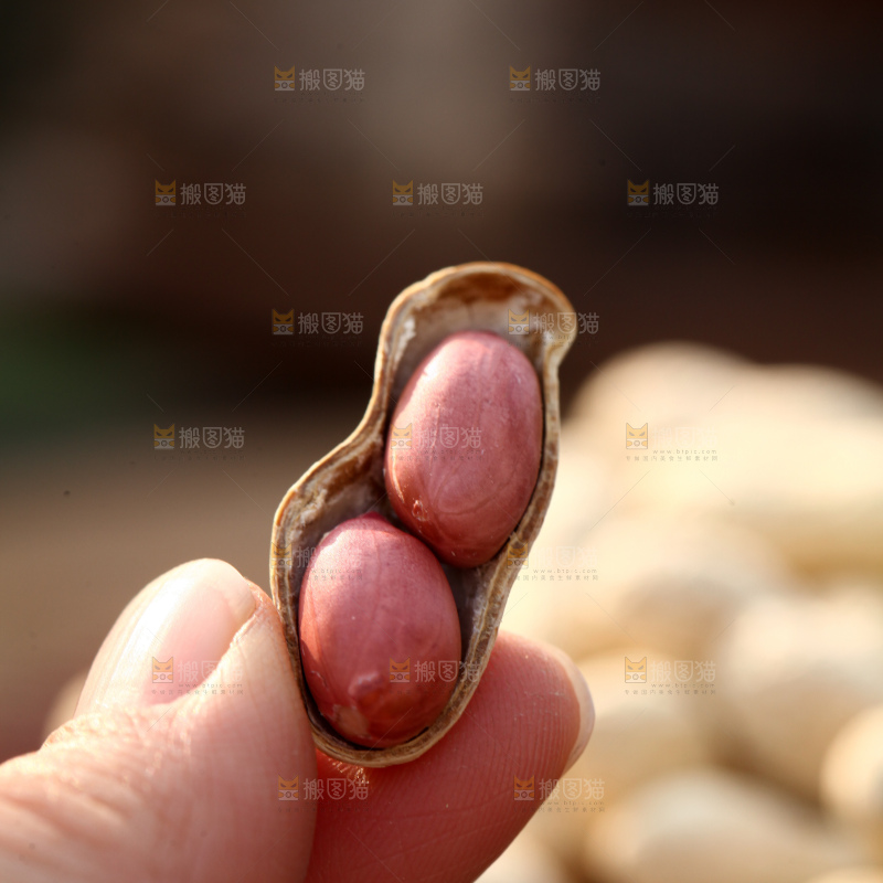 小珍珠花生