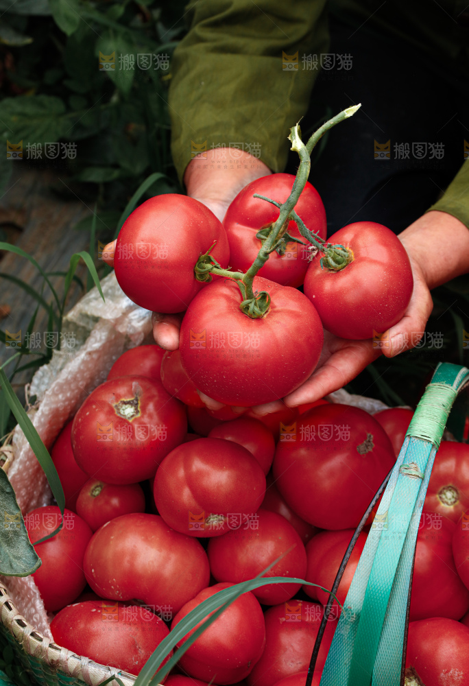 普罗旺斯西红柿