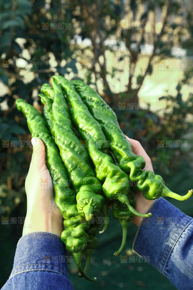 螺丝椒