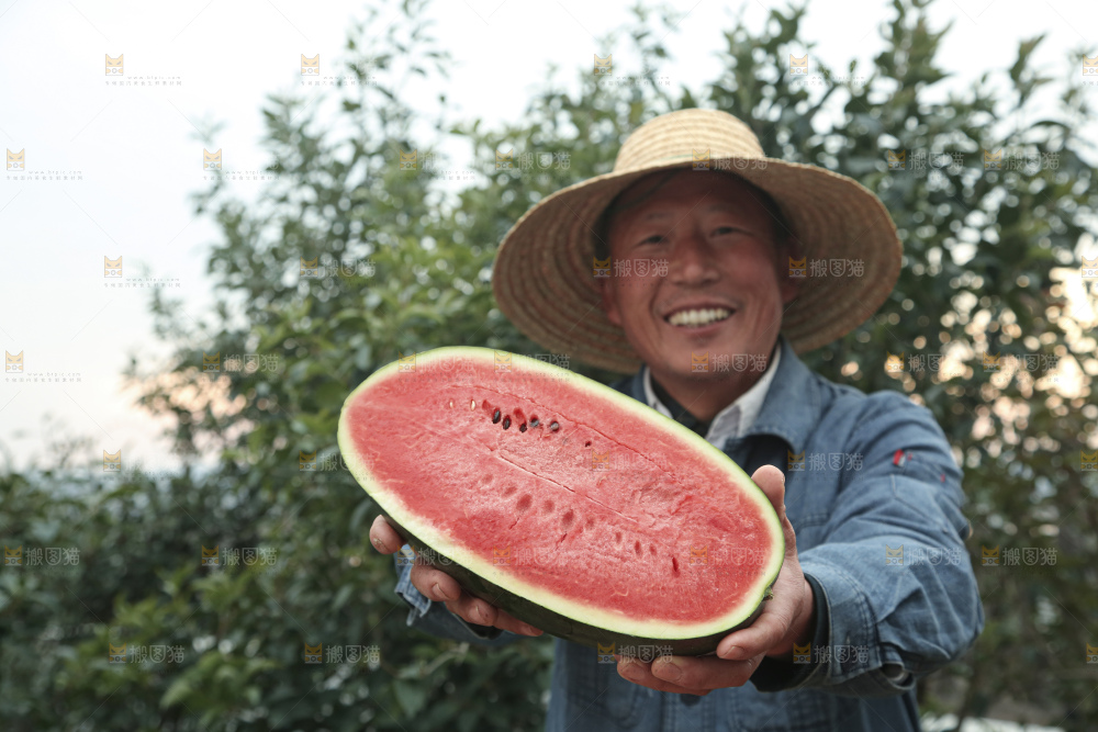 黑美人西瓜