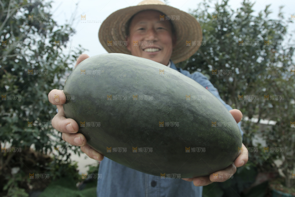 黑美人西瓜
