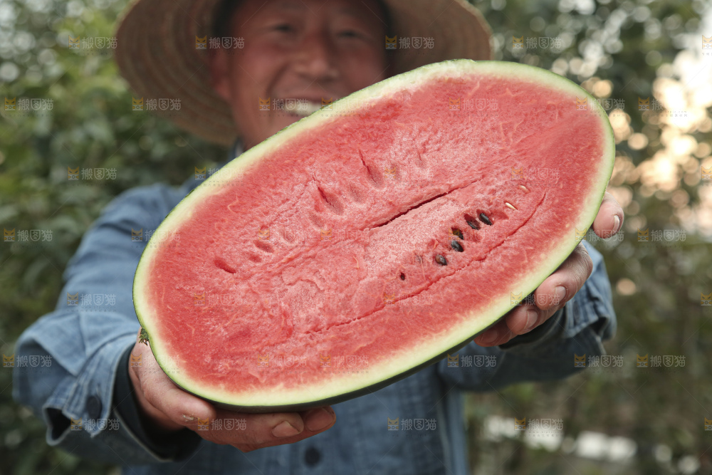 黑美人西瓜
