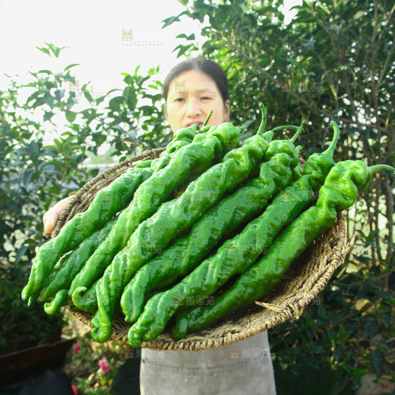 螺丝椒