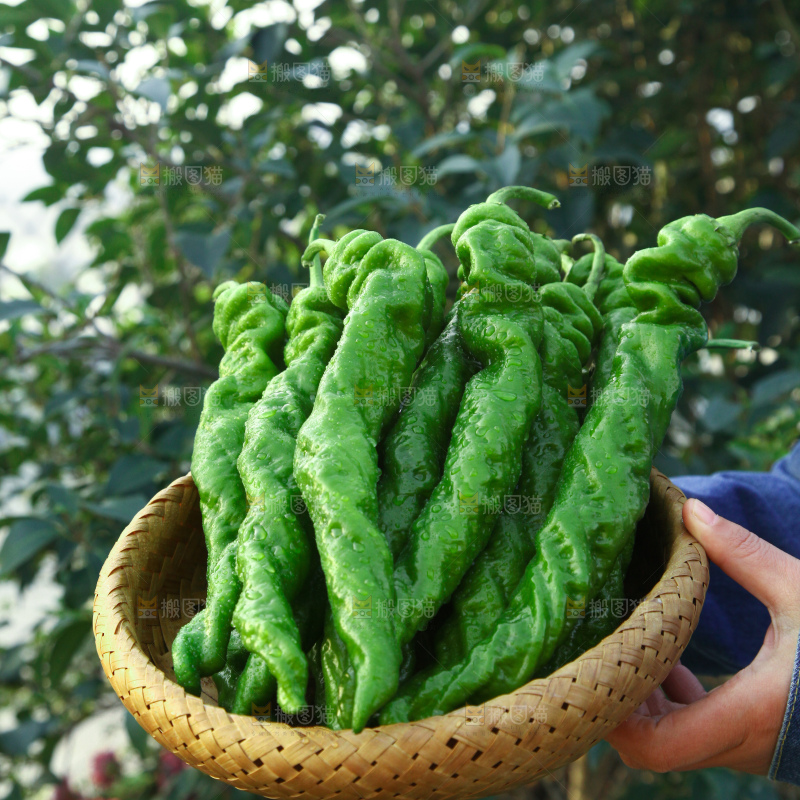 螺丝椒