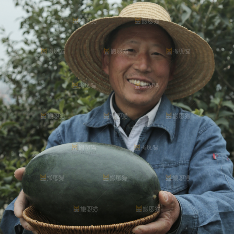 黑美人西瓜