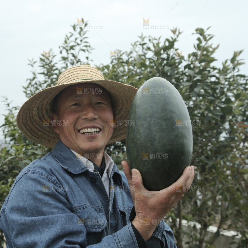 黑美人西瓜