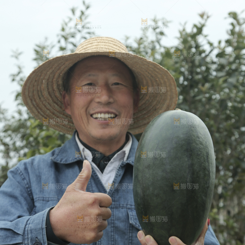 黑美人西瓜