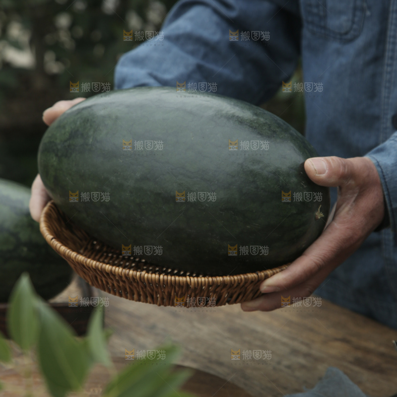 黑美人西瓜