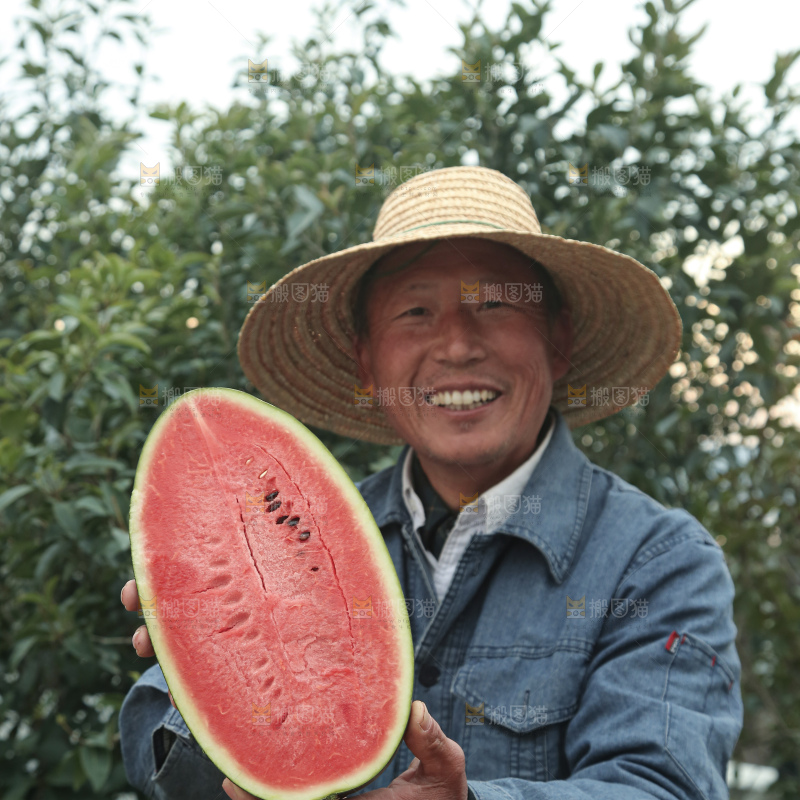 黑美人西瓜