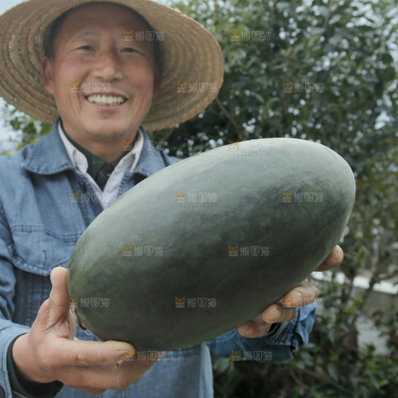黑美人西瓜
