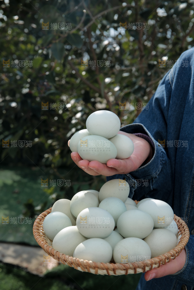 绿壳鸡蛋