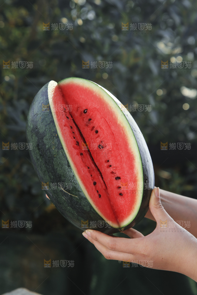 黑美人西瓜