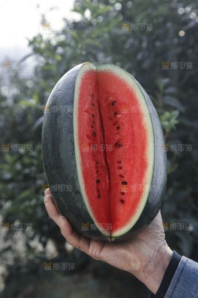 黑美人西瓜