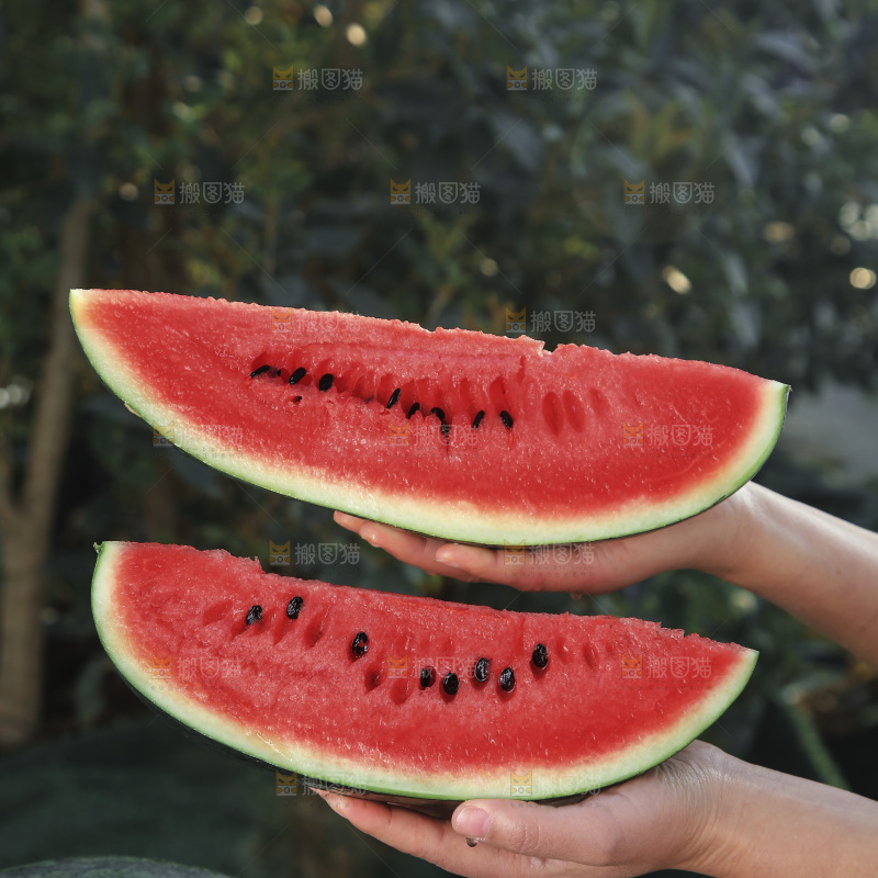 黑美人西瓜