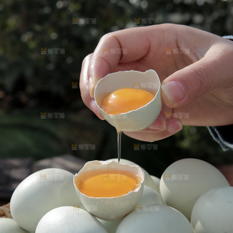 绿壳鸡蛋